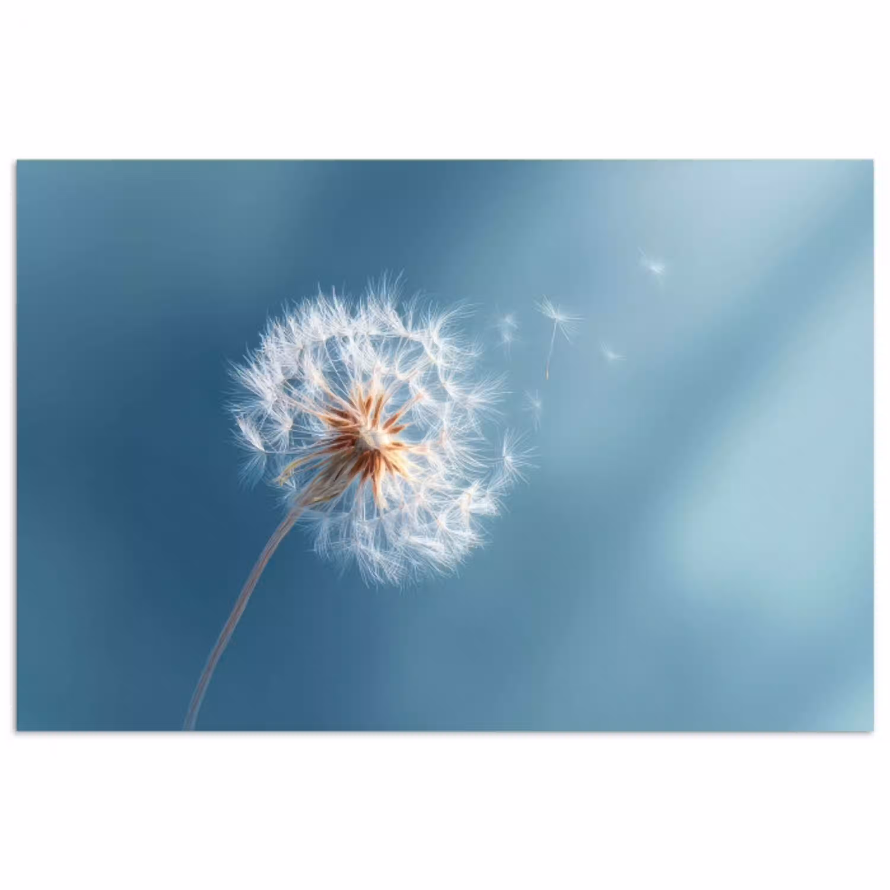Paardenbloem - Wind - Blauw poster papier klein -3d