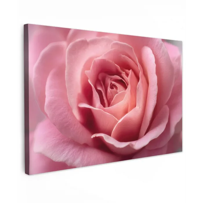 Roze - Roos - Romantisch canvas 2cm klein -z3d