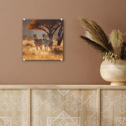 Zebra's - Savannelandschap - Gras plexiglas 5mm klein -sfeer5