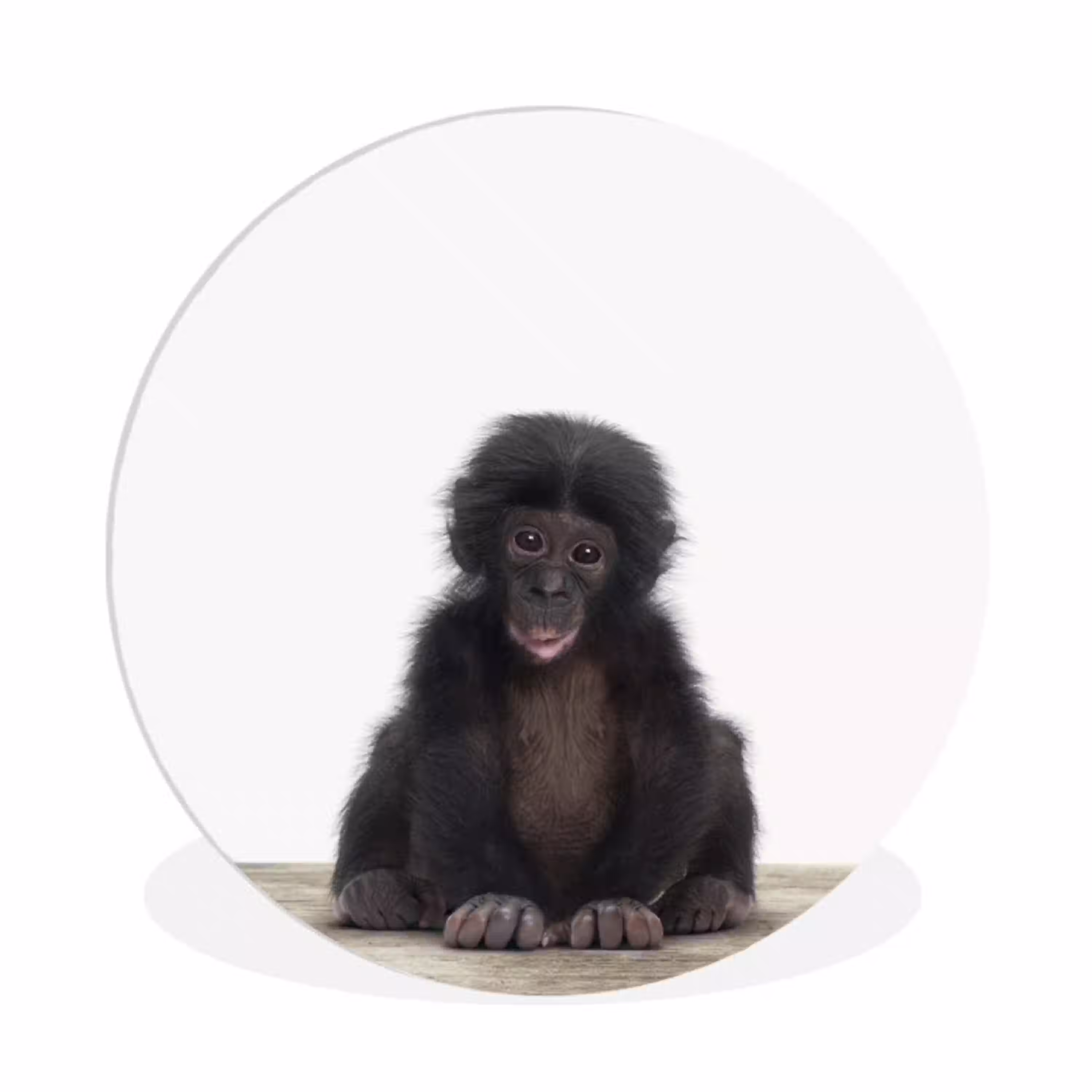 Kind - Aap - Chimpansee - Baby dieren - Jongens - Meiden Wandcirkel kunststof plaat 5mm dik klein -3d