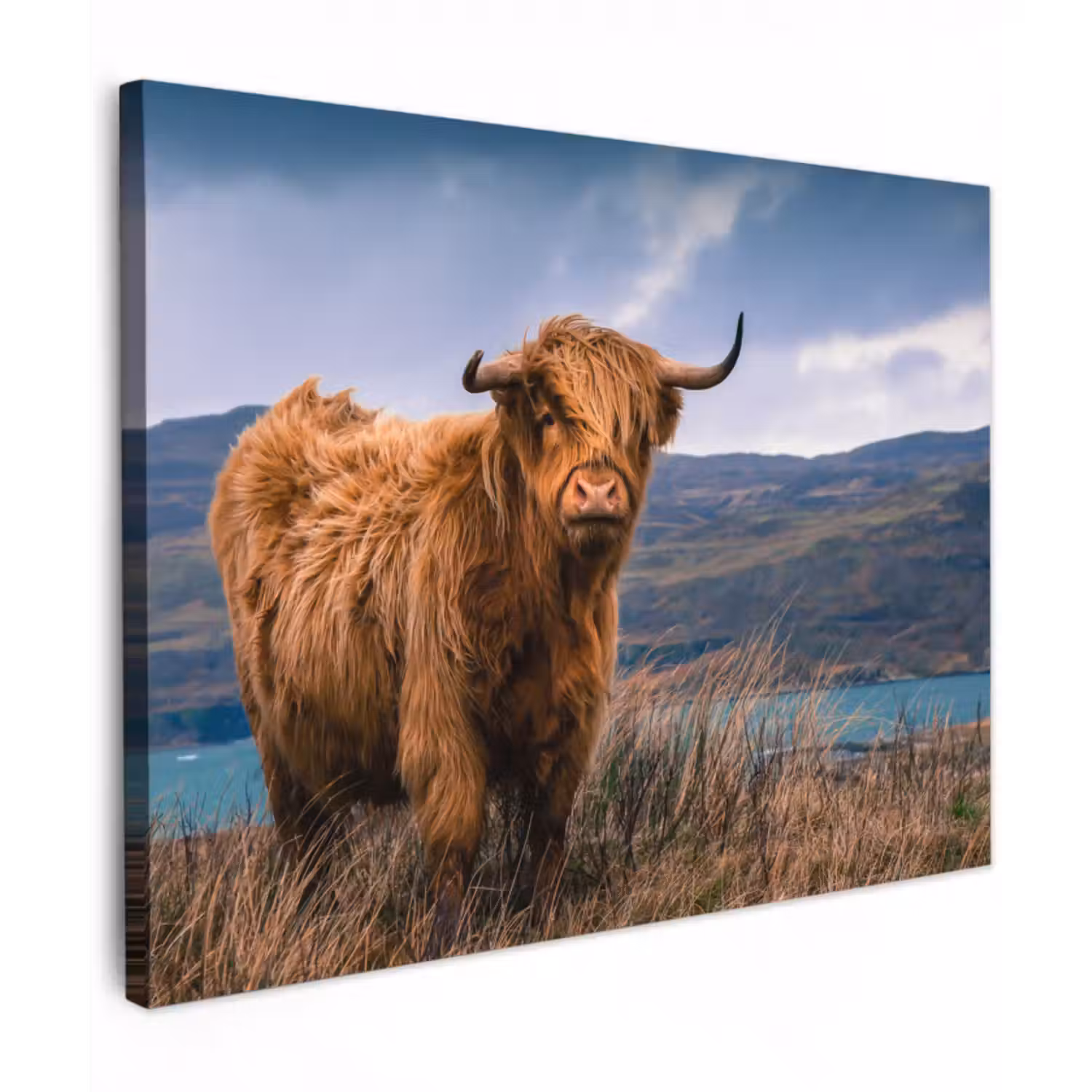 Leinwandbild - Schottischer Highlander - Berg - Wasser - Natur - Kuh