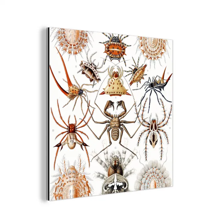Retro - Ernst Haeckel - Insecten - Tuinposter - Tuin aluminium wit klein -3d