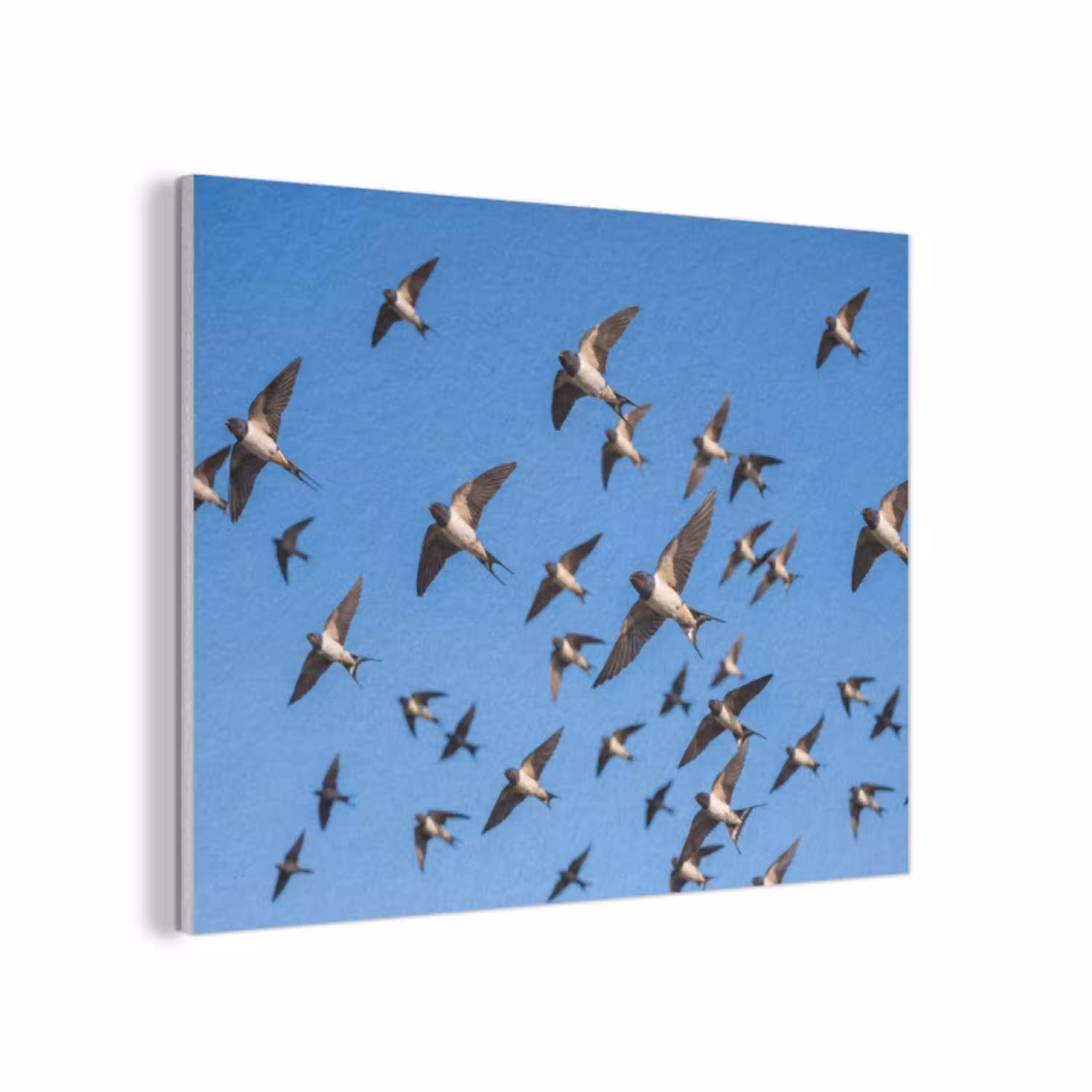 Zwaluwen - Vliegen - Blauw PET vilt klein -3d