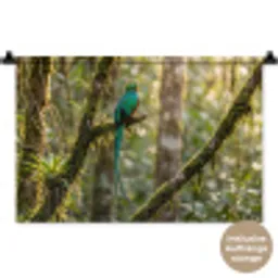 Quetzal - Jungle - Natuur - Groen Wandkleed katoen klein -t3d_DE
