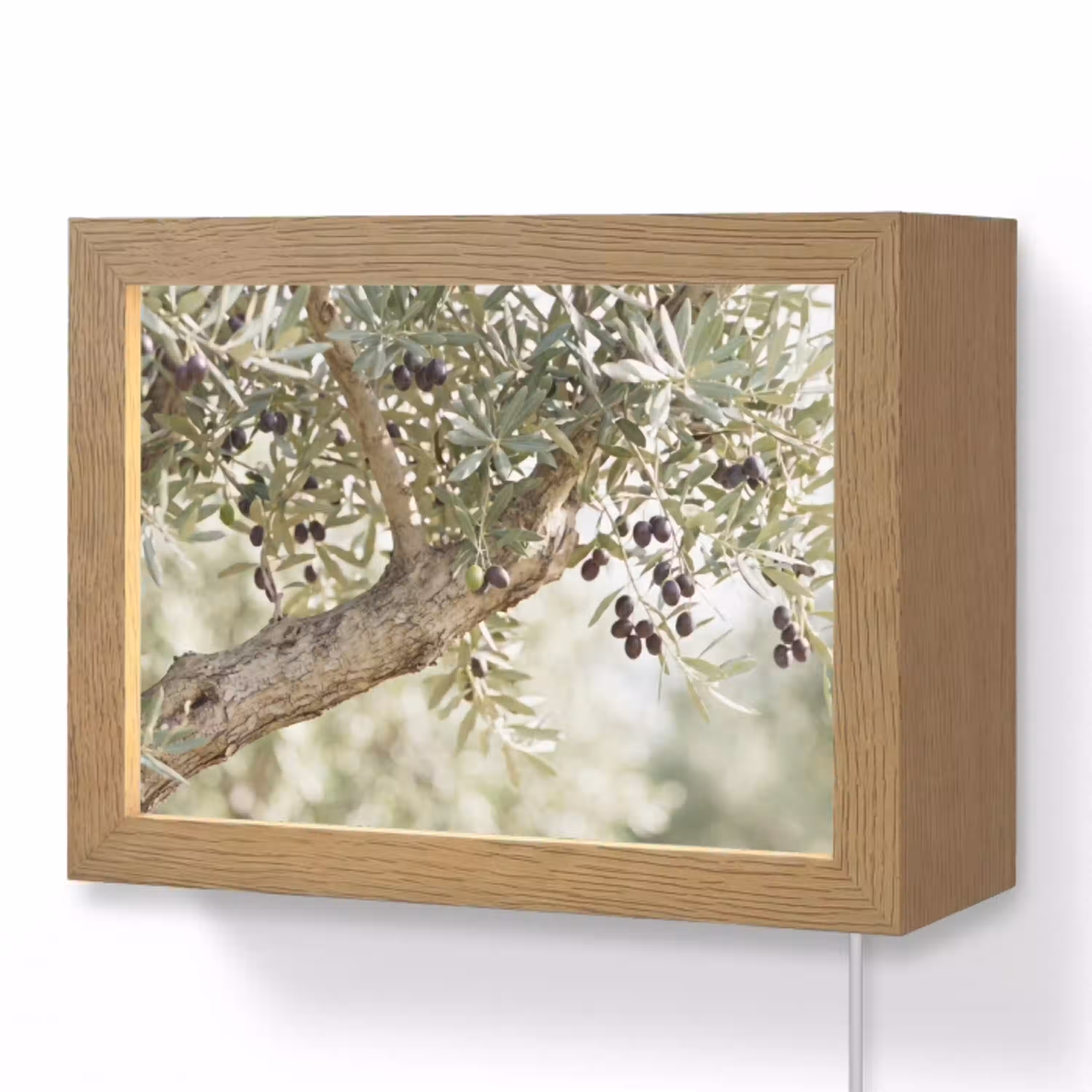 Olijfboom - tak - groen Light Box met kabel (Wandlamp) klein -3d