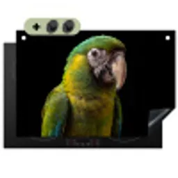 Ara - Portret - Groen Inductie beschemer met haakjes klein -3d
