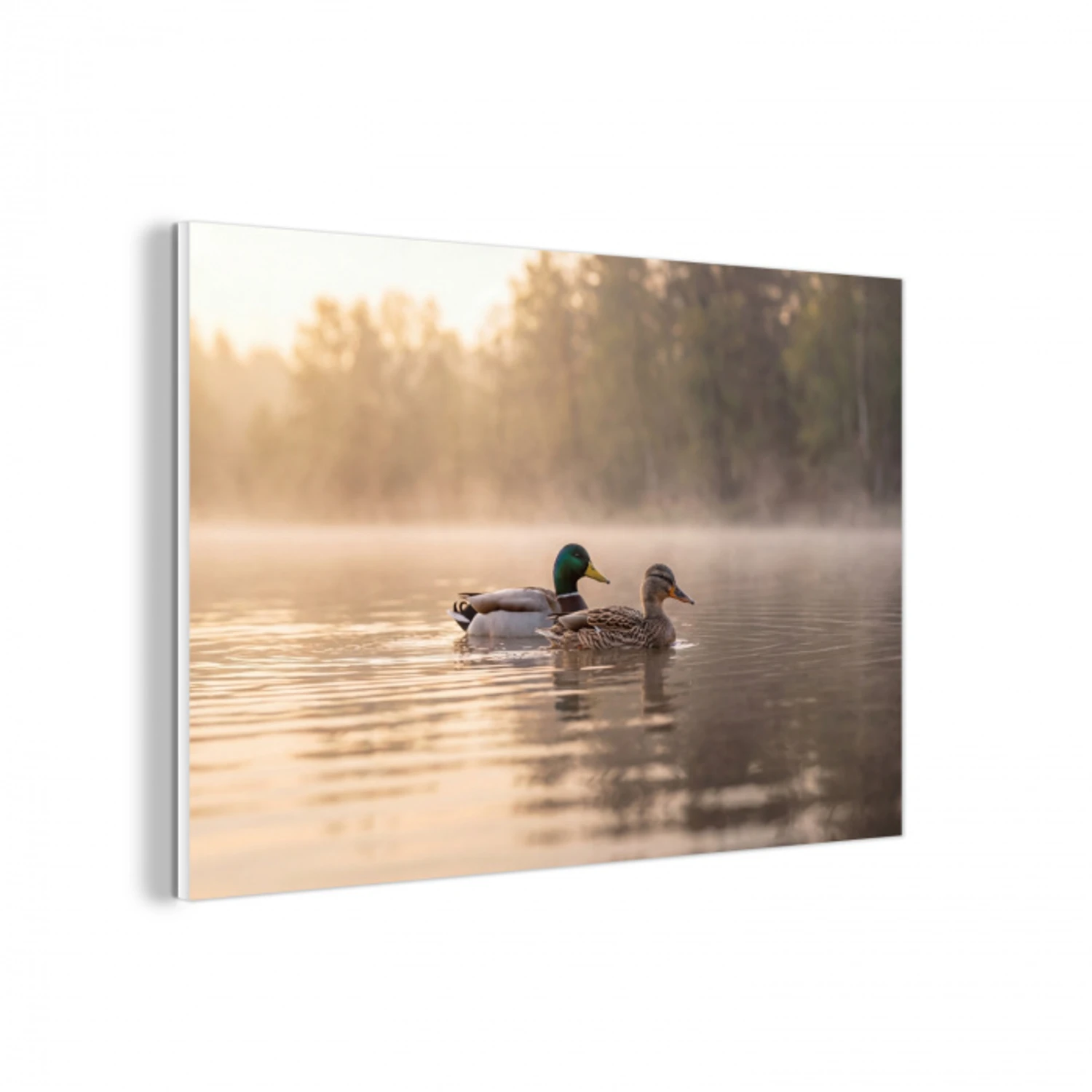 Eenden - Water - Mist - Natuur forex 5mm xxl -3d