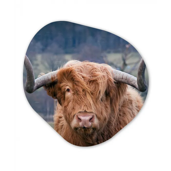 Schotse Hooglander - Koeienkop - Landschap - Natuur - Koe Wandcirkel Organisch Forex 3mm klein -3d