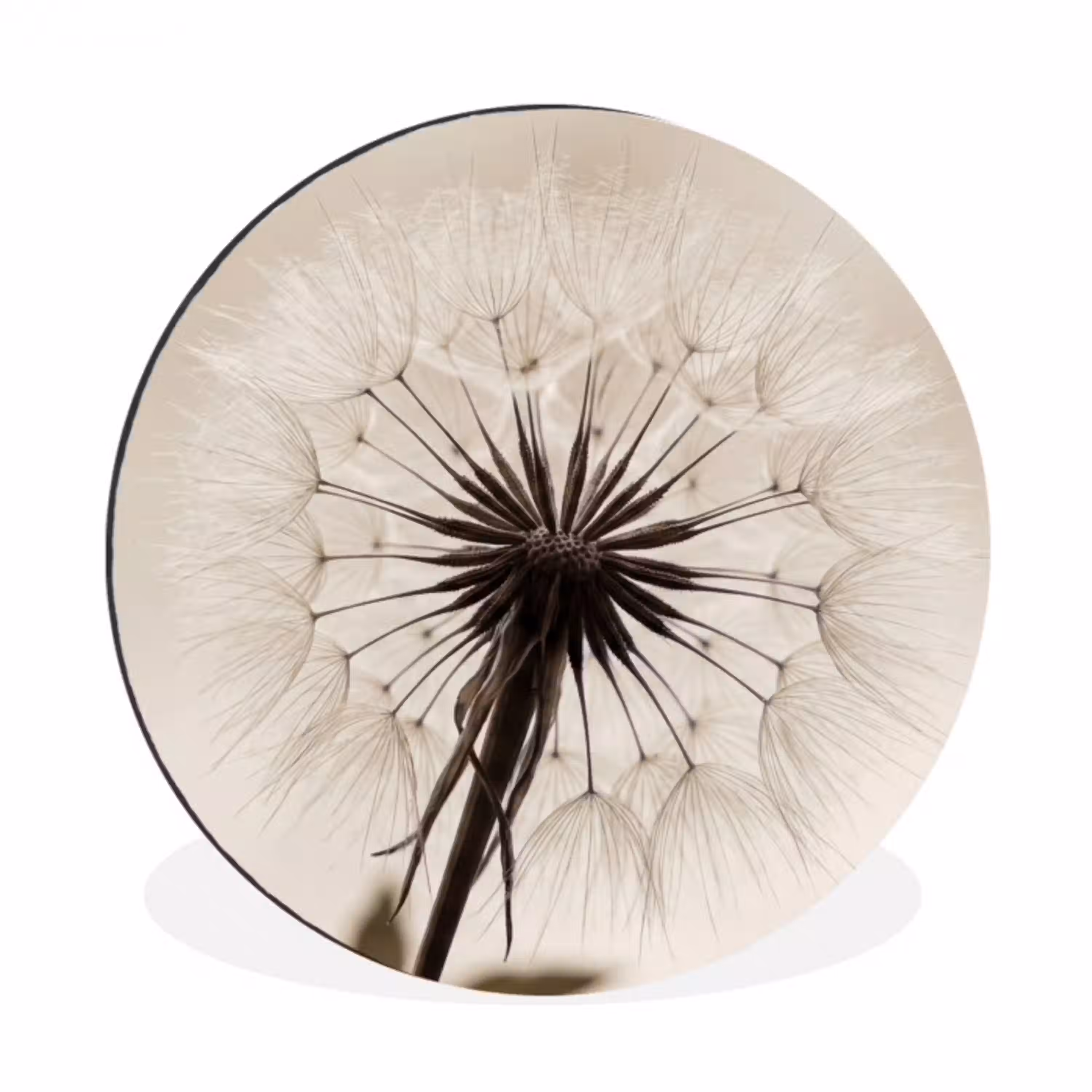 Paardenbloem - Minimalistisch - Wit Wandcirkel aluminium klein -3d