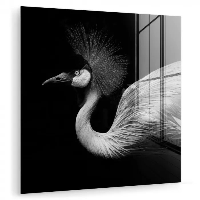 Kraanvogel - Zwart - Wit - Vogel - Dieren plexiglas 5mm klein -zzzproduct_nieuw