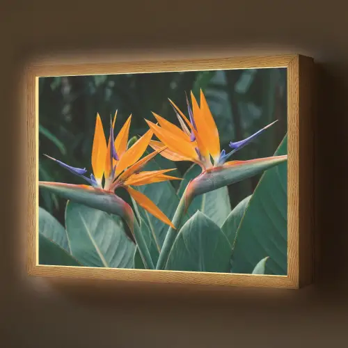 Paradijsvogel - Bloem - Exotisch Light Box met batterij (Wandlamp) middel -z3d_website