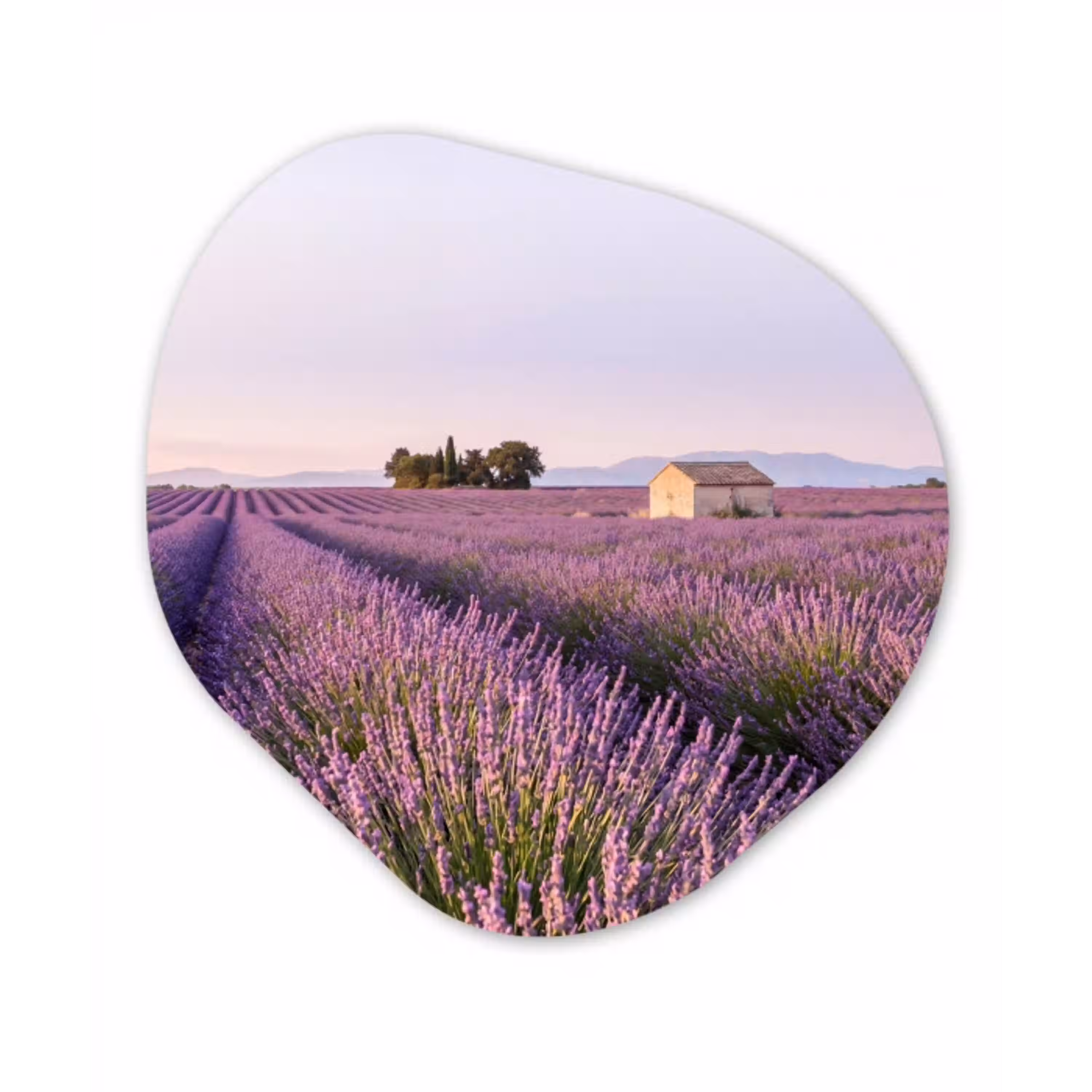 Lavendel - Landschap - Sereen - Paars Wandcirkel Organisch Forex 3mm klein -3d