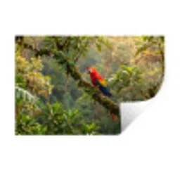 Ara - Jungle - Rood Muursticker klein -3d