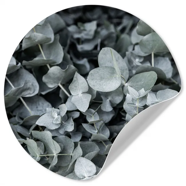 Natuur - Planten - Eucalyptus - Bladeren Wandcirkel behangsticker klein -3d