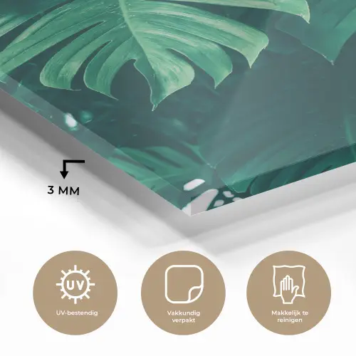 Monstera - Bladeren - Planten - Jungle - Natuur plexiglas 5mm klein -sfeer2