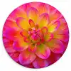Roze - Dahlia - Kleurrijk Wandcirkel kunststof plaat 5mm dik klein -3d