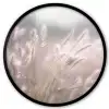 Graspluimen - Wind - Beige - Mistig Fotolijst rond zonder passe partout klein -3d