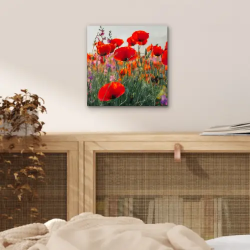 Klaproos - Bloemen - Rood - Paars - Weide aluminium wit klein -sfeer3