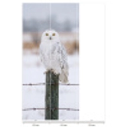Sneeuwuil - Hek - Sneeuw - Wit Behang Vlies klein -USP_banen