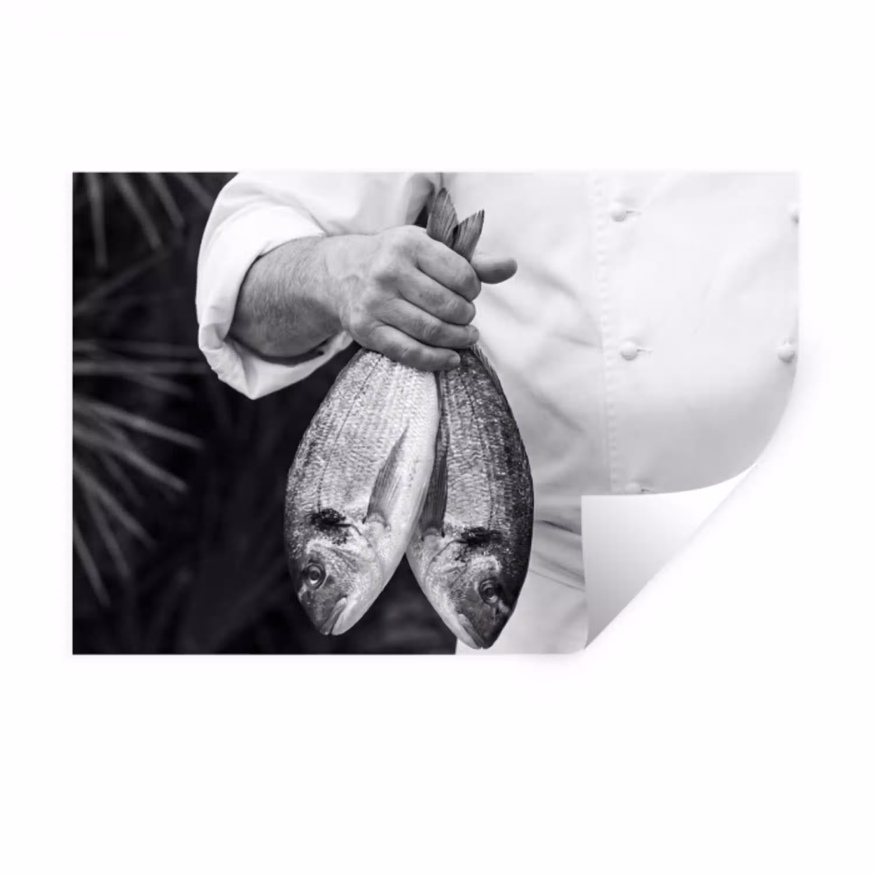 Vissen - Chef - Zwart - Wit Muursticker klein -3d