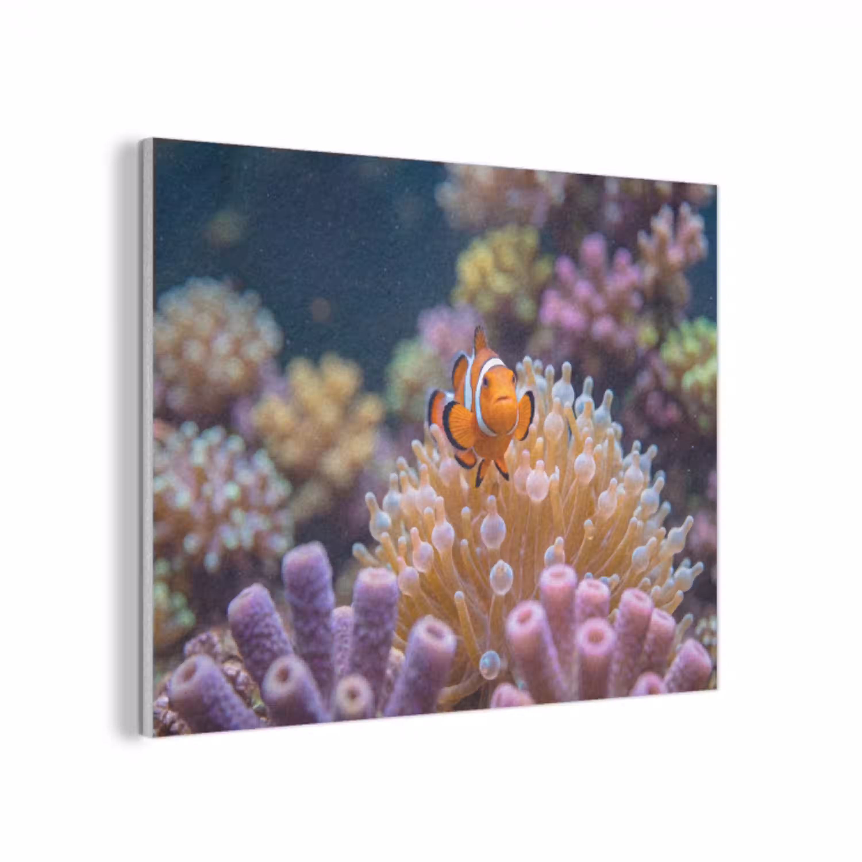 Vis - Koraal - Onderwater - Oranje - Dieren PET vilt klein -3d