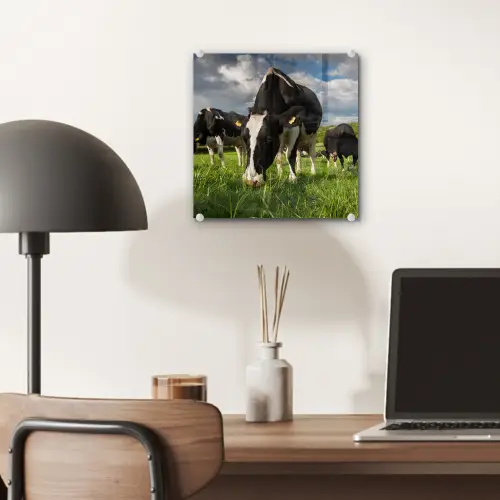 Koeien - Dieren - Gras - Weiland - Boerderij plexiglas 5mm klein -sfeer6