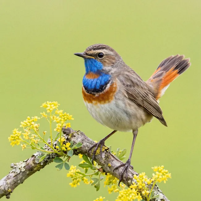 Behang - Vogel - Tak - Natuur - Kleurrijk