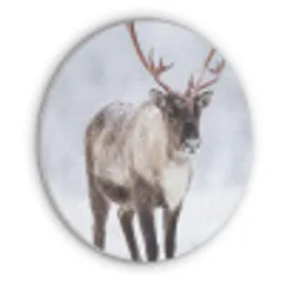 Rendier - Gewei - Toendra - Sneeuw - Wild Akoestische PET Vilt - Rond klein -3d