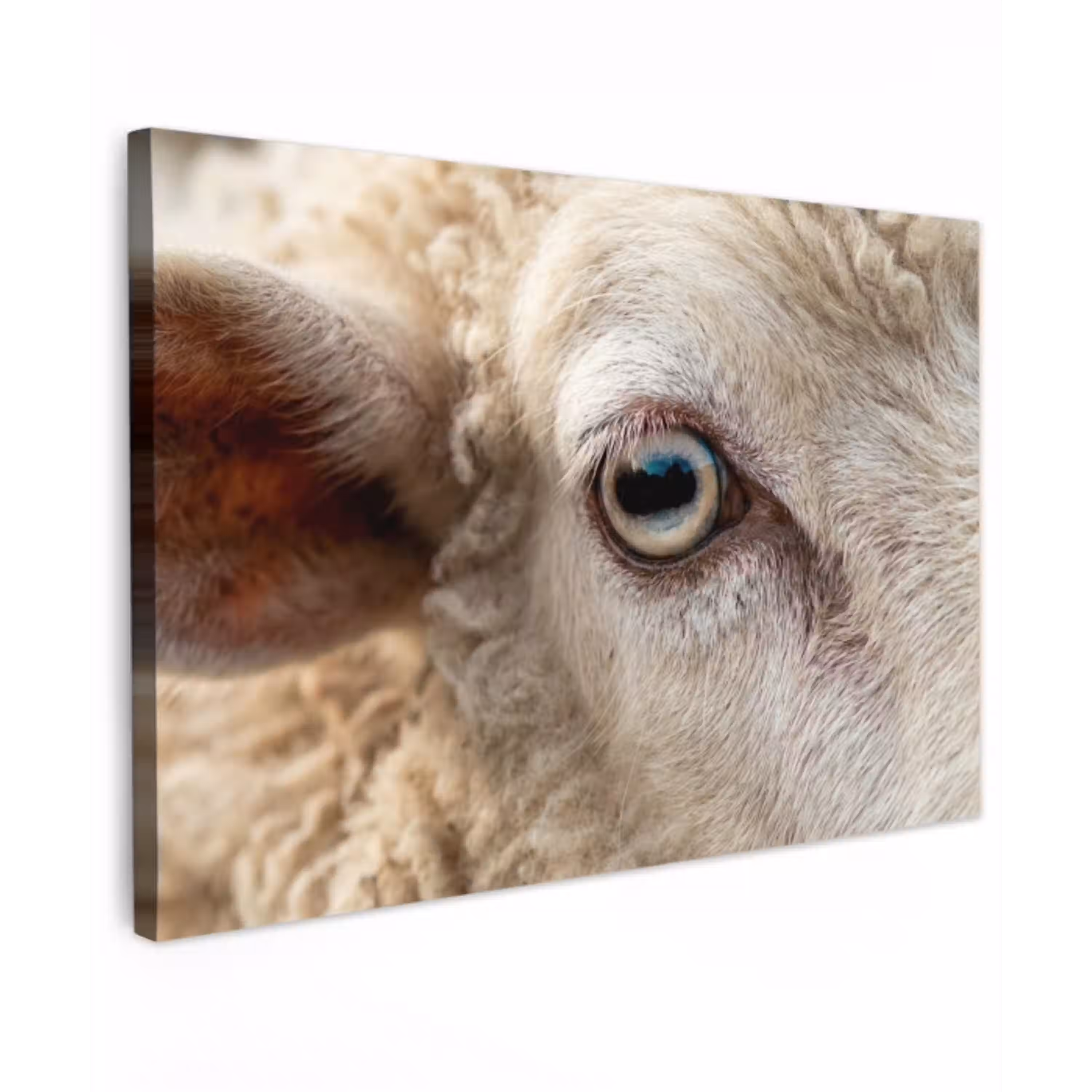 Schaap - Oog - Wit Tuinposter op houten frame 2 cm dik klein -3d