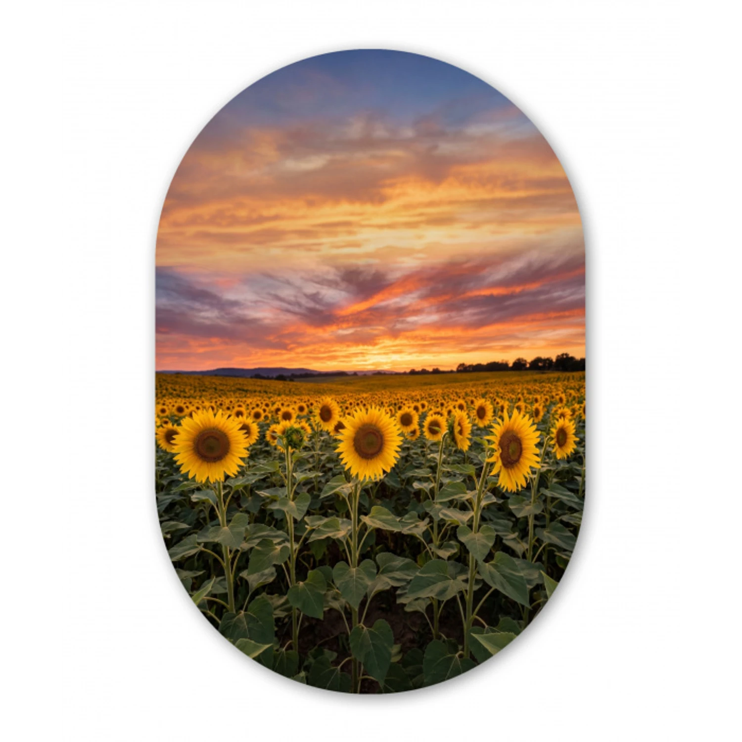 Zonnebloemen - Heuvellandschap - Geel Wandcirkel Ovaal Forex klein -3d