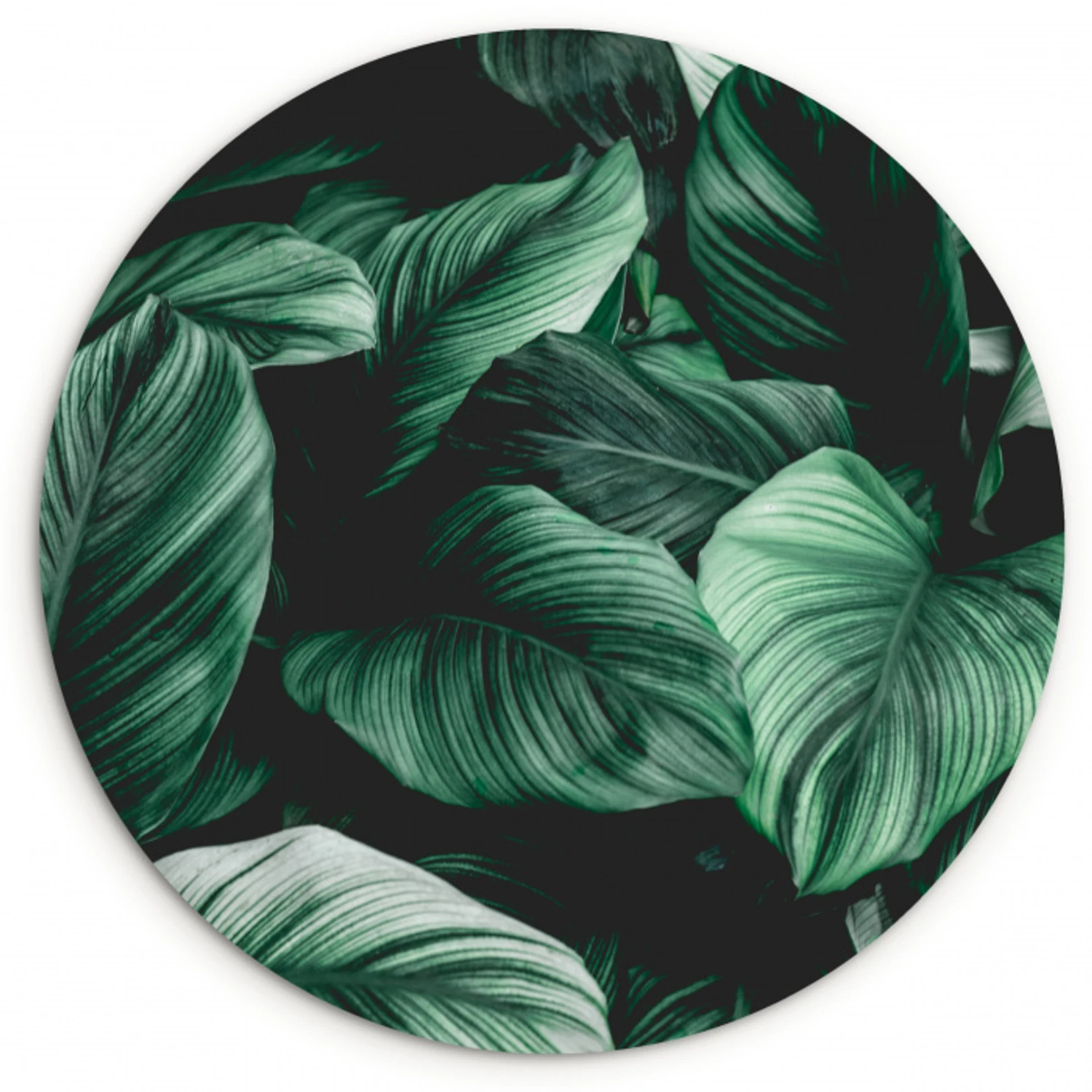 Jungle - Bladeren - Tropisch - Planten - Natuur Wandcirkel kunststof plaat 5mm dik klein -3d