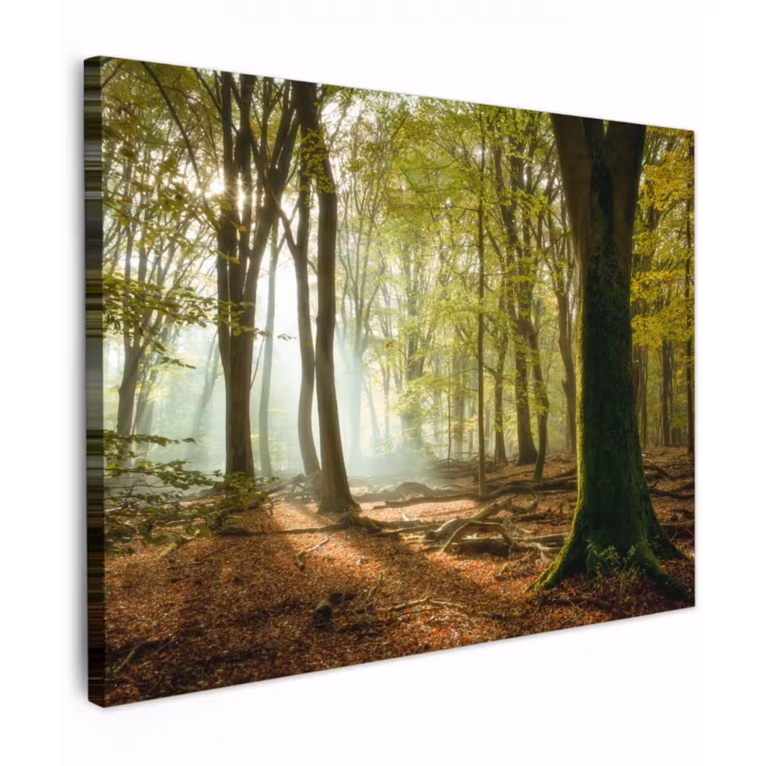 Leinwandbild - Wald - Sonne - Jahreszeiten - Landschaft