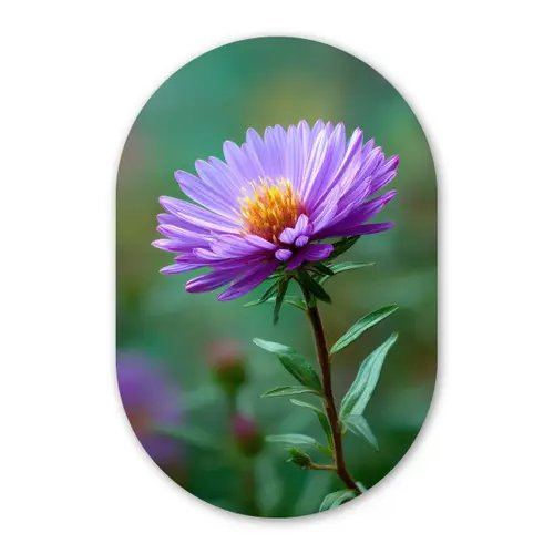 Aster - Paars - Bloem - Blaadjes Wandcirkel Ovaal Forex klein -3d