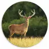 Hert - Gewei - Gras - Natuur - Dieren - Groen Wandcirkel kunststof plaat 5mm dik klein -3d