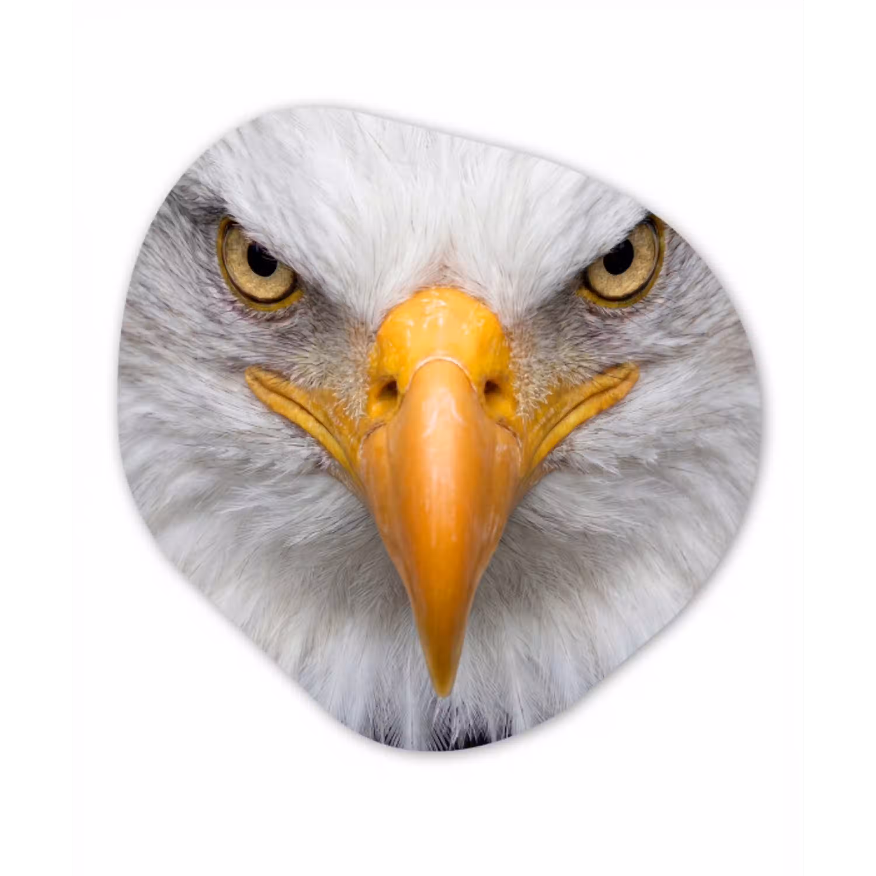 Amerikaans - Zeearend - Portret - Geel Wandcirkel Organisch Forex 3mm klein -3d