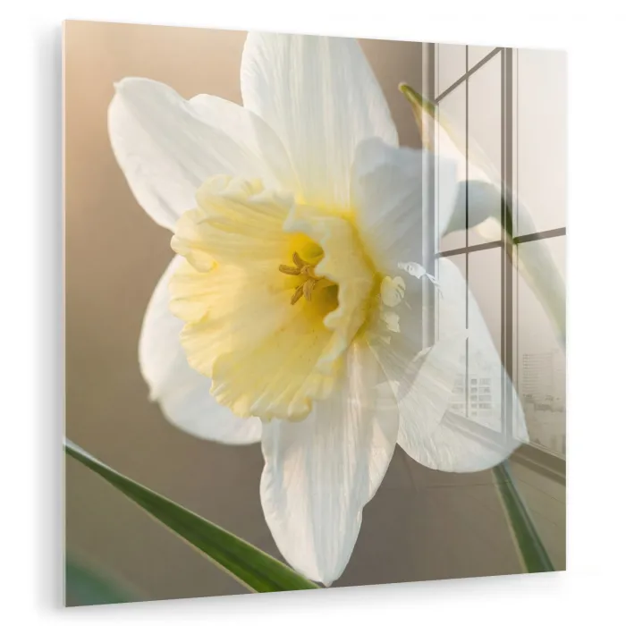 Narcis - Bloem - Minimalistisch plexiglas 5mm klein -zzzproduct_nieuw