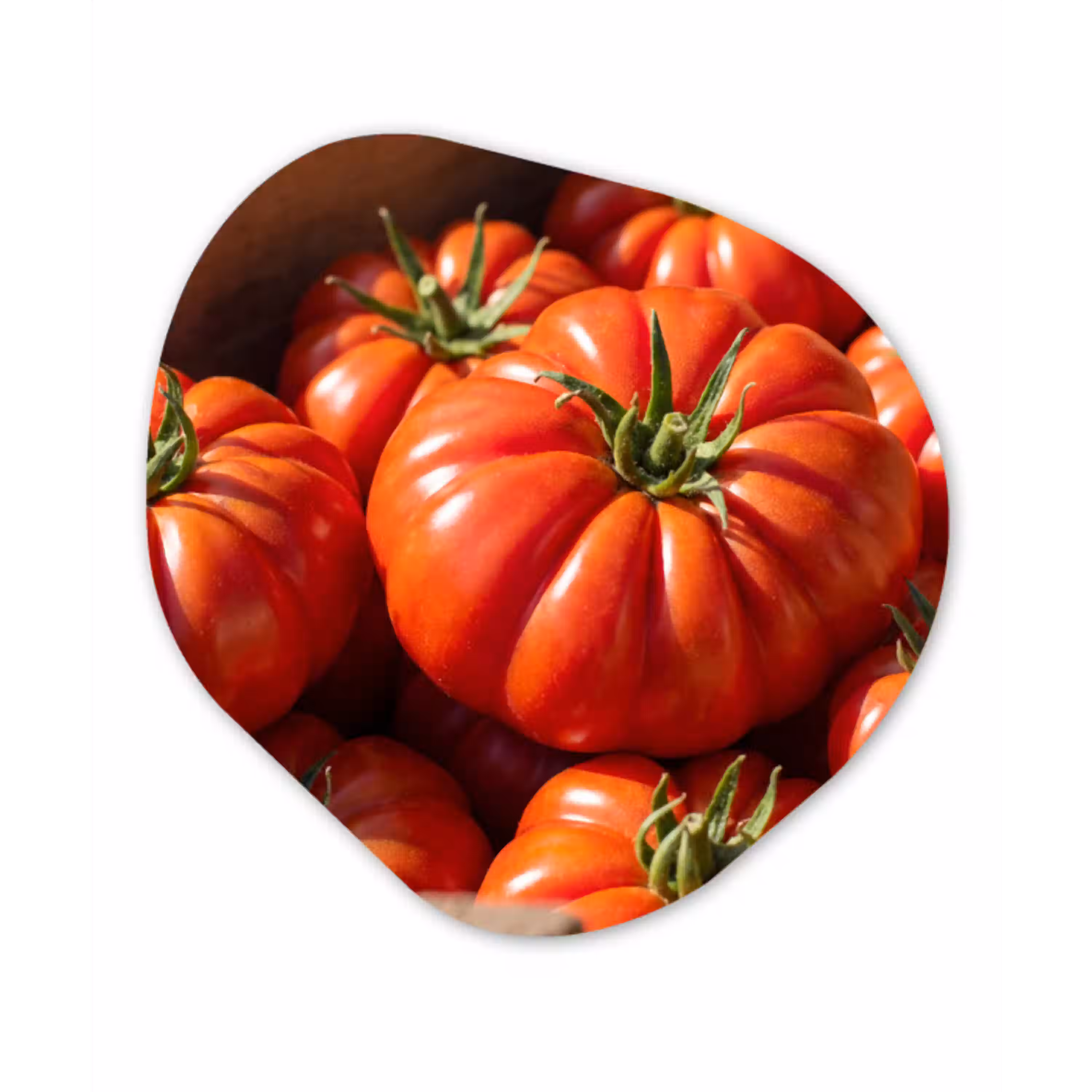 Tomaat - Houten - Kist Wandcirkel Organisch Forex 3mm klein -3d