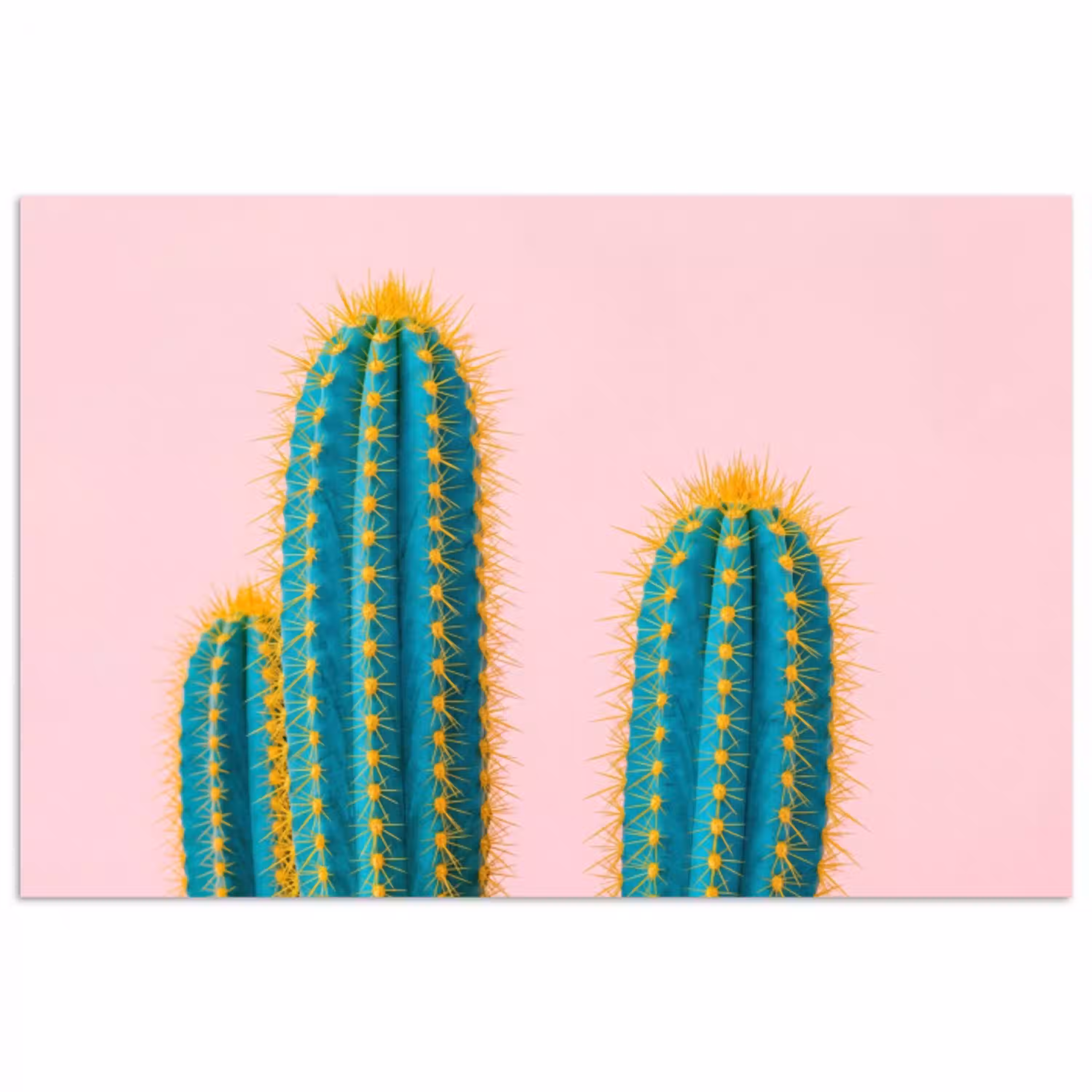 Cactussen - Modern - Pastel poster papier klein -3d