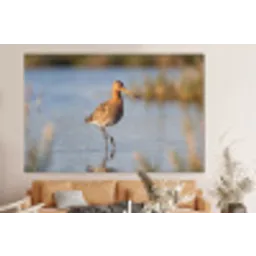 Vogel - Steltloper - Water - Natuur forex 5mm xxl -bovenbank