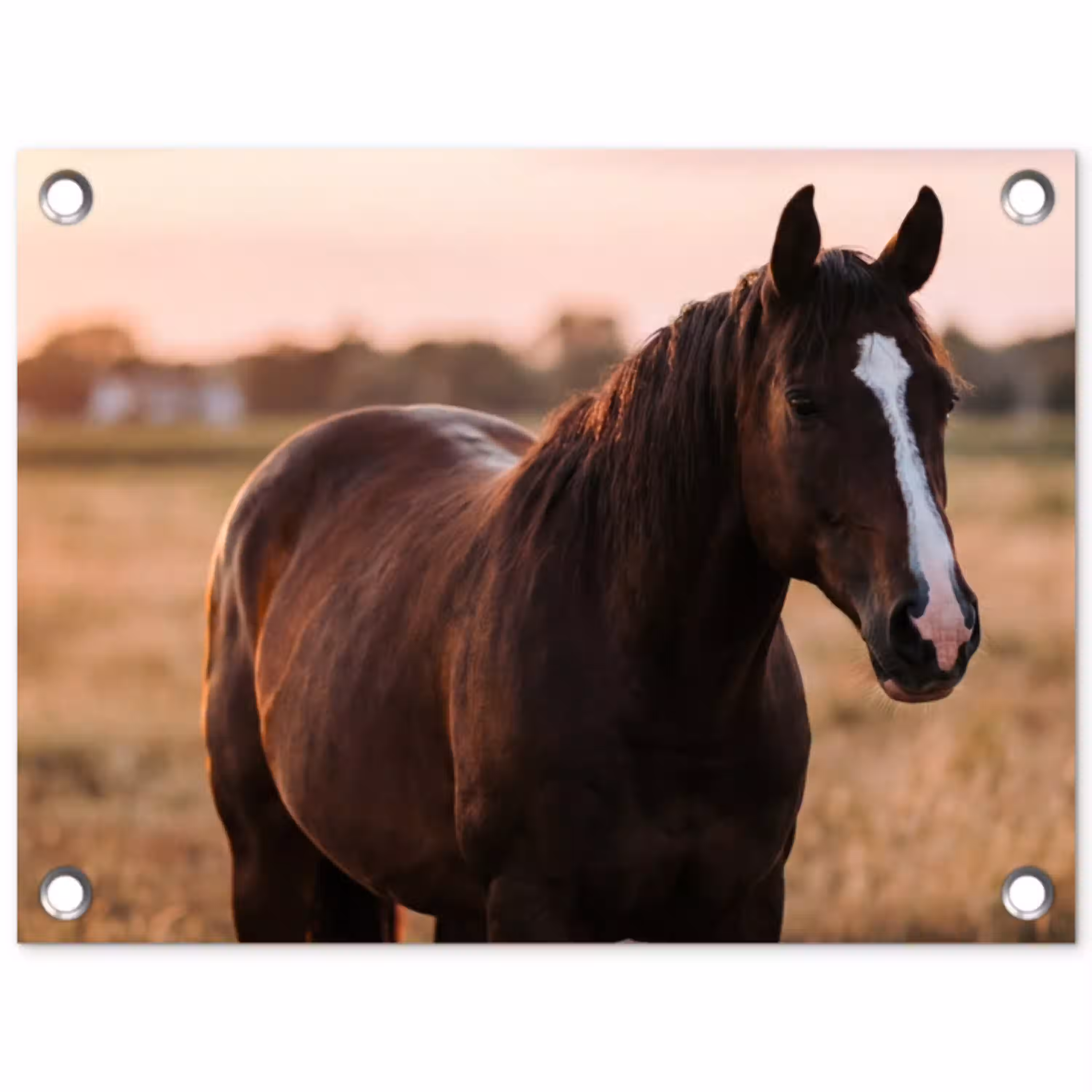 Paard - Zonsondergang - Bruin tuinposter los doek klein -3d