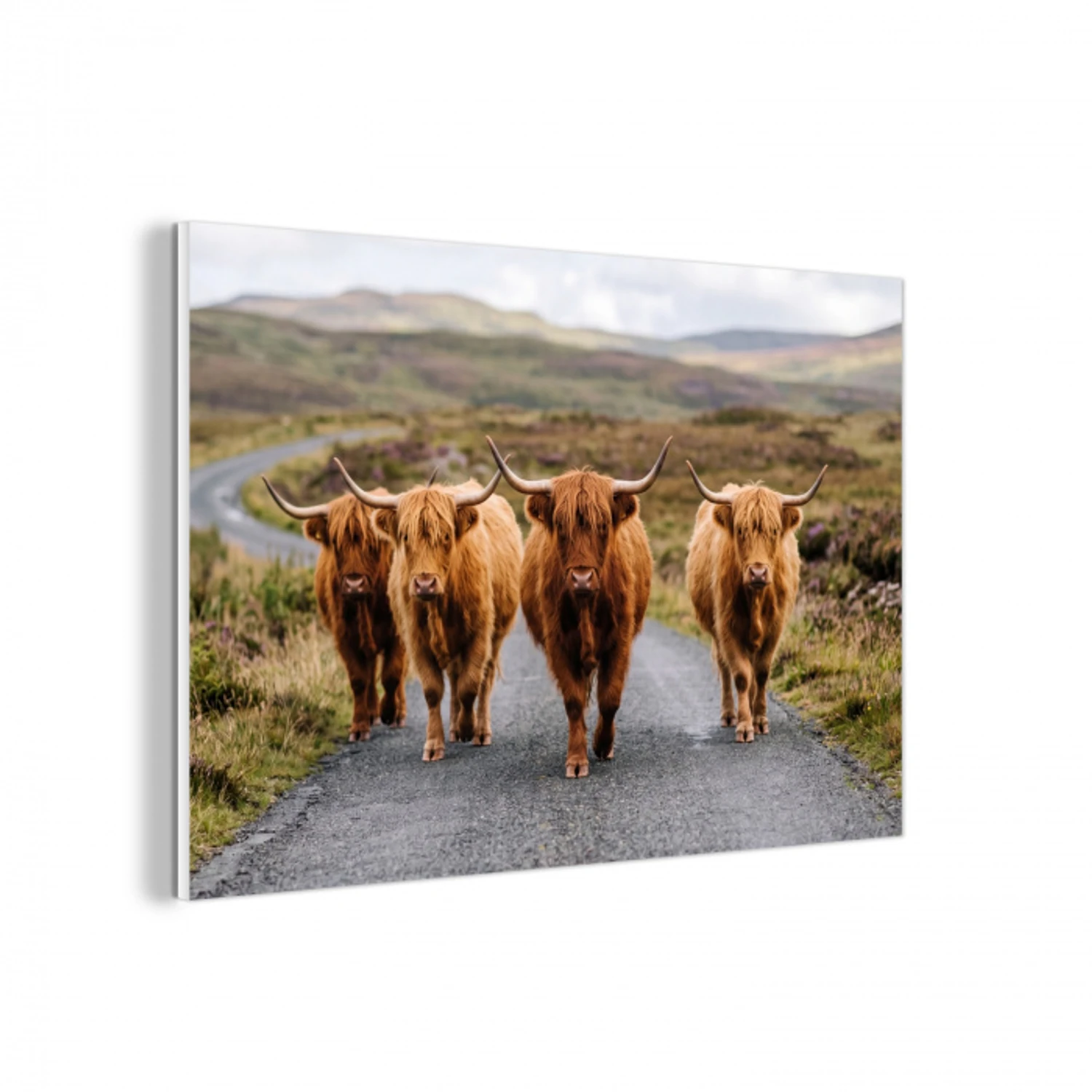 Schotse Hooglanders - Weg - Landschap - Kudde forex 5mm xxl -3d