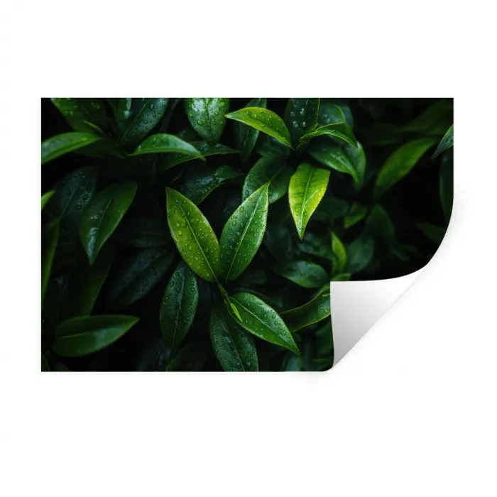 Bladeren - Regendruppels - Licht - Groen Muursticker klein -3d