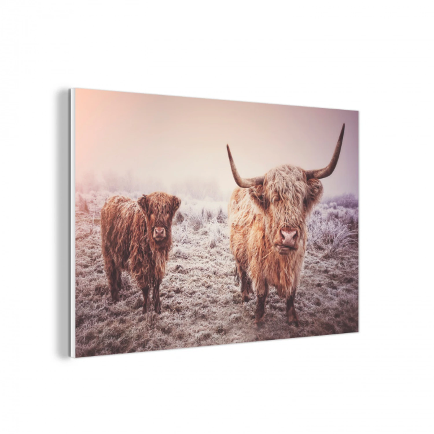 Schotse hooglanders - Licht - Lucht - Natuur forex 5mm xxl -3d