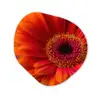 Oranje - Gerbera - Intens Wandcirkel Organisch Forex 3mm klein -3d