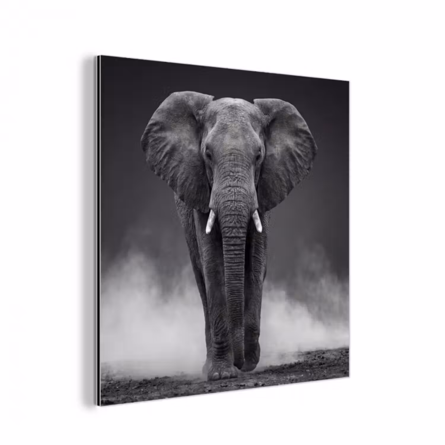 Alu-Dibond-Bild - Elefant - Schwarz - Weiß - Rauch