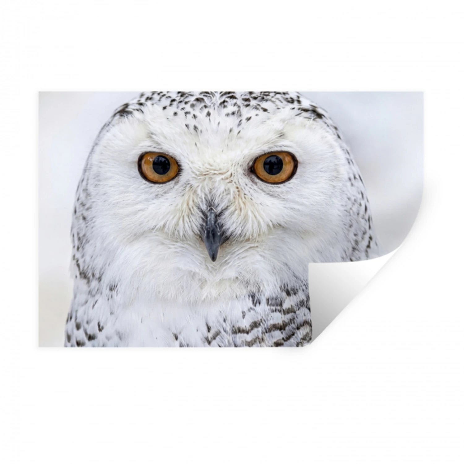 Sneeuwuil - Oog - Wildlife - Wit Muursticker klein -3d