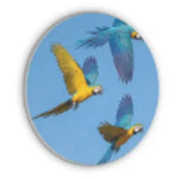Papagaai - Vliegen - Blauw - Geel Akoestische PET Vilt - Rond klein -3d
