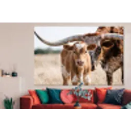 Texas Longhorn - Kalf - Weide - Dieren forex 5mm xxl -woonkamer
