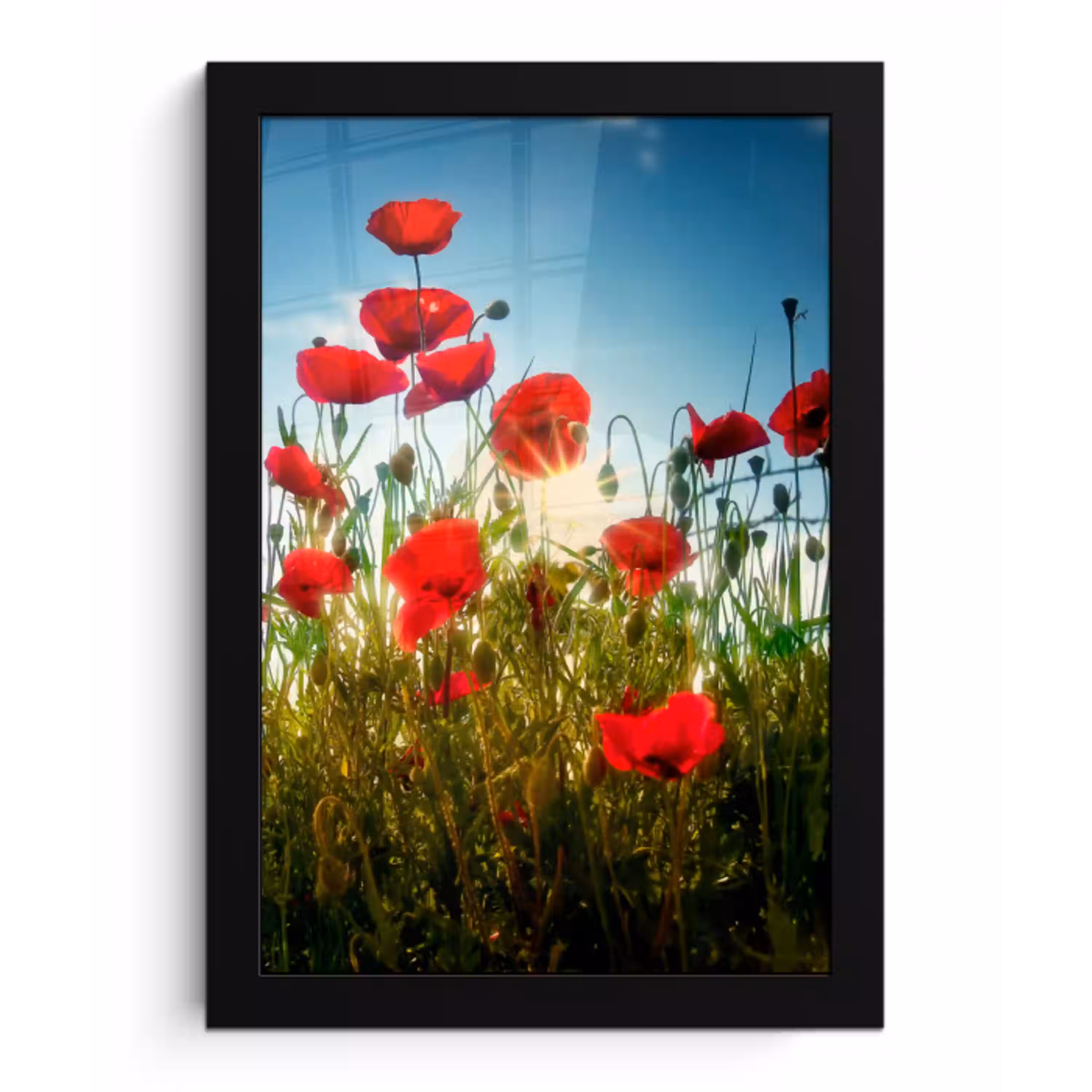 Klaprozen - Toscane - Zon - Rood - Blauw fotolijst zwart zonder passe partout klein -3d