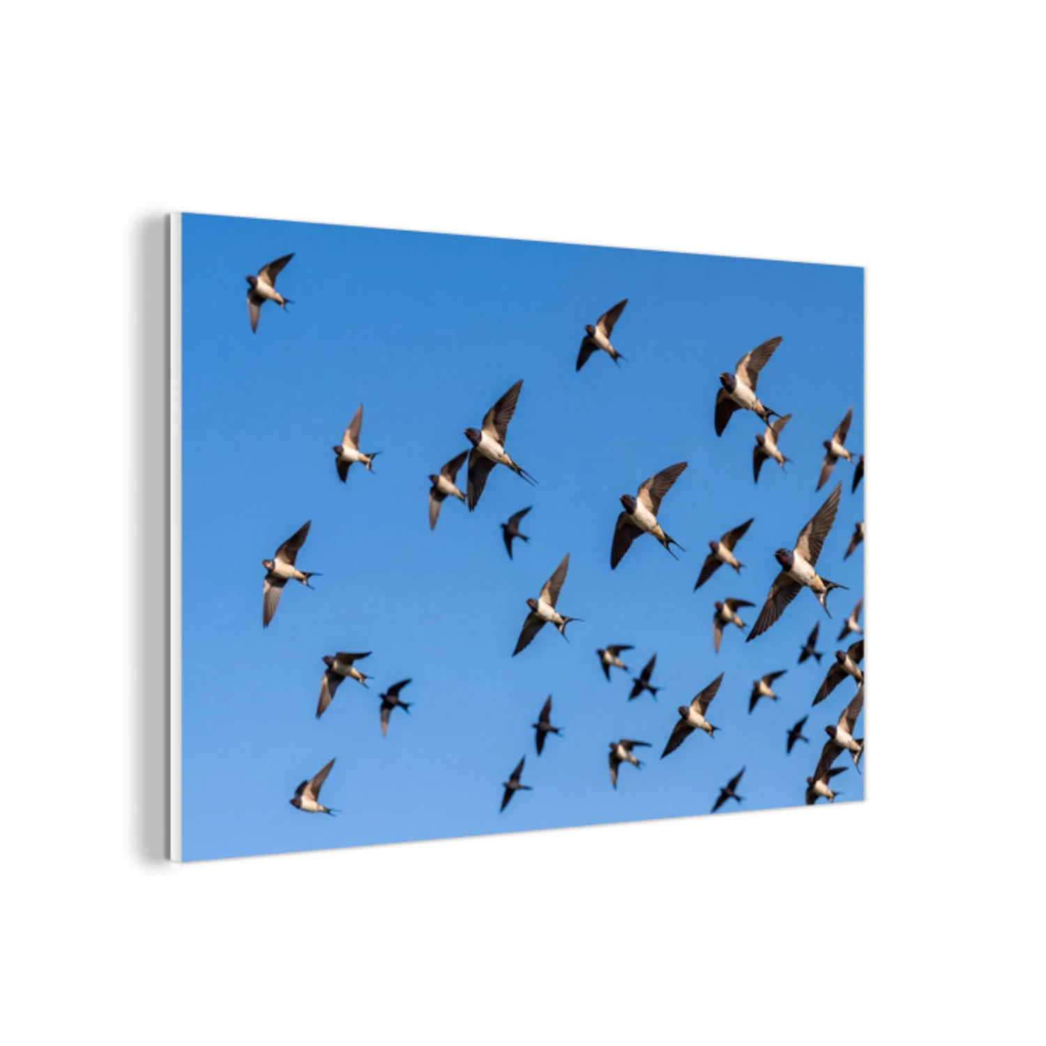 Zwaluwen - Vliegen - Blauw forex 5mm xxl -3d
